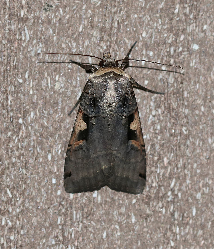 Greater Black-letter Dart - Xestia dolosa TL: ~20 mm. Scalloped AM line . Hosts: A variety of crops, trees, and plants, such as clover and barley.<br />
<br />
Habitat: Attracted to a 395 nm LED light in a rural area Geotagged,Greater Black-letter Dart,Summer,United States,Xestia dolosa,dart,moth