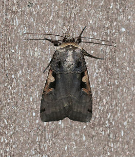 Greater Black-letter Dart - Xestia dolosa TL: ~20 mm. Scalloped AM line . Hosts: A variety of crops, trees, and plants, such as clover and barley.

Habitat: Attracted to a 395 nm LED light in a rural area Geotagged,Greater Black-letter Dart,Summer,United States,Xestia dolosa,dart,moth