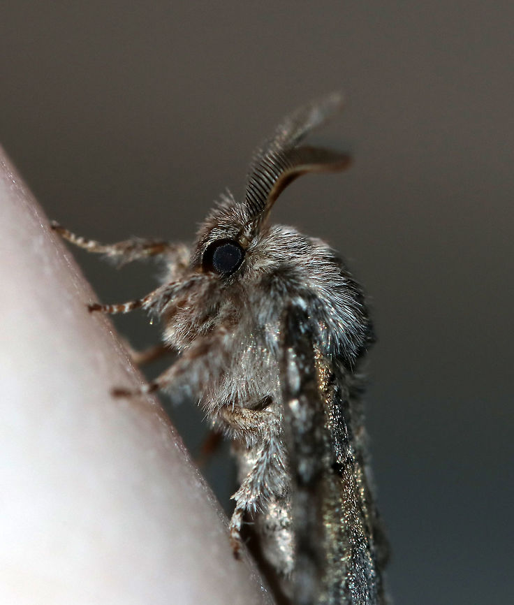 Dusky Marbled Brown - Gluphisia septentrionis TL: ~17 mm. Peppery FW with warm brown patches in inner median and basal areas. Host: Poplar<br />
<br />
Habitat: Attracted to a 395 nm LED light in a semi-rural area<br />
<figure class="photo"><a href="https://www.jungledragon.com/image/82713/dusky_marbled_brown_-_gluphisia_septentrionis.html" title="Dusky Marbled Brown - Gluphisia septentrionis"><img src="https://s3.amazonaws.com/media.jungledragon.com/images/3232/82713_thumb.jpg?AWSAccessKeyId=05GMT0V3GWVNE7GGM1R2&Expires=1759968010&Signature=pbaQ%2BXDu%2FFNZR0PB%2Bc3UviDS%2BnM%3D" width="200" height="162" alt="Dusky Marbled Brown - Gluphisia septentrionis TL: ~17 mm. Peppery FW with warm brown patches in inner median and basal areas. Host: Poplar<br />
<br />
Habitat: Attracted to a 395 nm LED light in a semi-rural area<br />
https://www.jungledragon.com/image/82716/dusky_marbled_brown_-_gluphisia_septentrionis.html Dusky marbled brown,Geotagged,Gluphisia crenata,Moth,Summer,United States" /></a></figure> Dusky marbled brown,Geotagged,Gluphisia crenata,Summer,United States