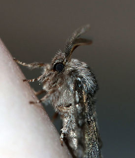 Dusky Marbled Brown - Gluphisia septentrionis TL: ~17 mm. Peppery FW with warm brown patches in inner median and basal areas. Host: Poplar

Habitat: Attracted to a 395 nm LED light in a semi-rural area
https://www.jungledragon.com/image/82713/dusky_marbled_brown_-_gluphisia_septentrionis.html Dusky marbled brown,Geotagged,Gluphisia crenata,Summer,United States