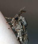 Dusky Marbled Brown - Gluphisia septentrionis TL: ~17 mm. Peppery FW with warm brown patches in inner median and basal areas. Host: Poplar<br />
<br />
Habitat: Attracted to a 395 nm LED light in a semi-rural area<br />
https://www.jungledragon.com/image/82713/dusky_marbled_brown_-_gluphisia_septentrionis.html Dusky marbled brown,Geotagged,Gluphisia crenata,Summer,United States
