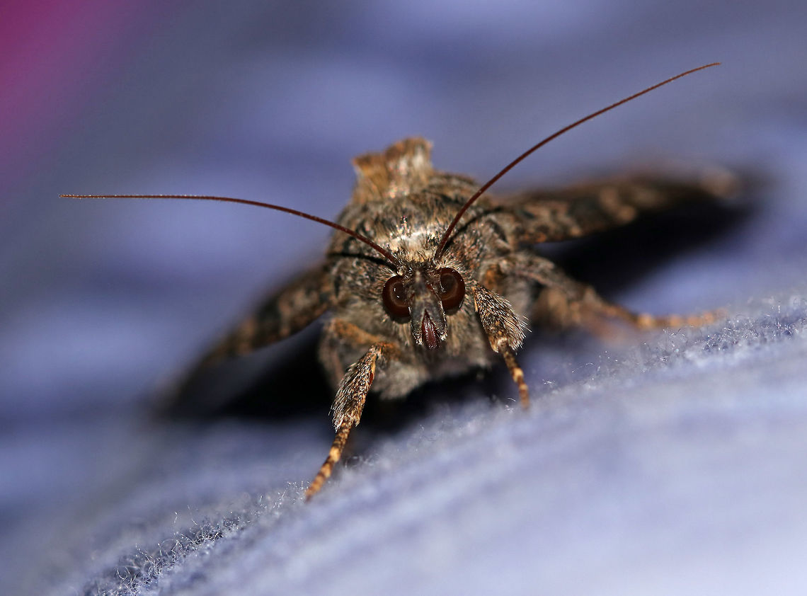 Locust Underwing - Euparthenos nubilis WS: ~35 mm. Gray, variable FW with white median band and shading around reniform spot. Orange HW has four wavy black bands. Host: Primarily black locust<br />
<br />
Habitat: Attracted to a 395 nm LED light in a rural area<br />
<figure class="photo"><a href="https://www.jungledragon.com/image/82718/locust_underwing_-_euparthenos_nubilis.html" title="Locust Underwing - Euparthenos nubilis"><img src="https://s3.amazonaws.com/media.jungledragon.com/images/3232/82718_thumb.jpg?AWSAccessKeyId=05GMT0V3GWVNE7GGM1R2&Expires=1759968010&Signature=9MmhzYth%2BY7Cpc%2FTYUjf3ev2j%2Bg%3D" width="200" height="154" alt="Locust Underwing - Euparthenos nubilis WS: ~35 mm. Gray, variable FW with white median band and shading around reniform spot. Orange HW has four wavy black bands. Host: Primarily black locust<br />
<br />
Habitat: Attracted to a 395 nm LED light in a rural area<br />
https://www.jungledragon.com/image/82672/locust_underwing_-_euparthenos_nubilis.html<br />
https://www.jungledragon.com/image/82717/locust_underwing_-_euparthenos_nubilis.html Euparthenos nubilis,Geotagged,Locust Underwing,Summer,United States" /></a></figure><br />
<figure class="photo"><a href="https://www.jungledragon.com/image/82672/locust_underwing_-_euparthenos_nubilis.html" title="Locust Underwing - Euparthenos nubilis"><img src="https://s3.amazonaws.com/media.jungledragon.com/images/3232/82672_thumb.jpg?AWSAccessKeyId=05GMT0V3GWVNE7GGM1R2&Expires=1759968010&Signature=Ji9mVvHrFrsXCYignlDAhZvRt3M%3D" width="200" height="168" alt="Locust Underwing - Euparthenos nubilis WS: ~35 mm. Gray, variable FW with white median band and shading around reniform spot. Orange HW has four wavy black bands. Host: Primarily black locust<br />
<br />
Habitat: Attracted to a 395 nm LED light in a rural area<br />
https://www.jungledragon.com/image/82717/locust_underwing_-_euparthenos_nubilis.html<br />
https://www.jungledragon.com/image/82718/locust_underwing_-_euparthenos_nubilis.html Euparthenos,Euparthenos nubilis,Geotagged,Locust Underwing,Summer,United States,moth" /></a></figure> Euparthenos nubilis,Geotagged,Locust Underwing,Summer,United States