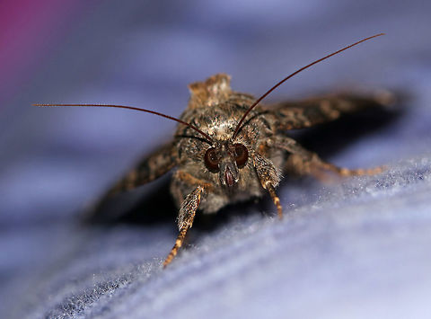 Locust Underwing - Euparthenos nubilis WS: ~35 mm. Gray, variable FW with white median band and shading around reniform spot. Orange HW has four wavy black bands. Host: Primarily black locust

Habitat: Attracted to a 395 nm LED light in a rural area
https://www.jungledragon.com/image/82718/locust_underwing_-_euparthenos_nubilis.html
https://www.jungledragon.com/image/82672/locust_underwing_-_euparthenos_nubilis.html Euparthenos nubilis,Geotagged,Locust Underwing,Summer,United States