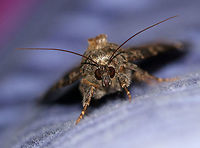 Locust Underwing - Euparthenos nubilis WS: ~35 mm. Gray, variable FW with white median band and shading around reniform spot. Orange HW has four wavy black bands. Host: Primarily black locust<br />
<br />
Habitat: Attracted to a 395 nm LED light in a rural area<br />
https://www.jungledragon.com/image/82718/locust_underwing_-_euparthenos_nubilis.html<br />
https://www.jungledragon.com/image/82672/locust_underwing_-_euparthenos_nubilis.html Euparthenos nubilis,Geotagged,Locust Underwing,Summer,United States