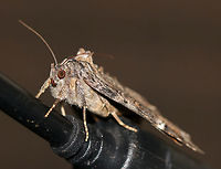 Locust Underwing - Euparthenos nubilis WS: ~35 mm. Gray, variable FW with white median band and shading around reniform spot. Orange HW has four wavy black bands. Host: Primarily black locust<br />
<br />
Habitat: Attracted to a 395 nm LED light in a rural area<br />
https://www.jungledragon.com/image/82672/locust_underwing_-_euparthenos_nubilis.html<br />
https://www.jungledragon.com/image/82717/locust_underwing_-_euparthenos_nubilis.html Euparthenos nubilis,Geotagged,Locust Underwing,Summer,United States