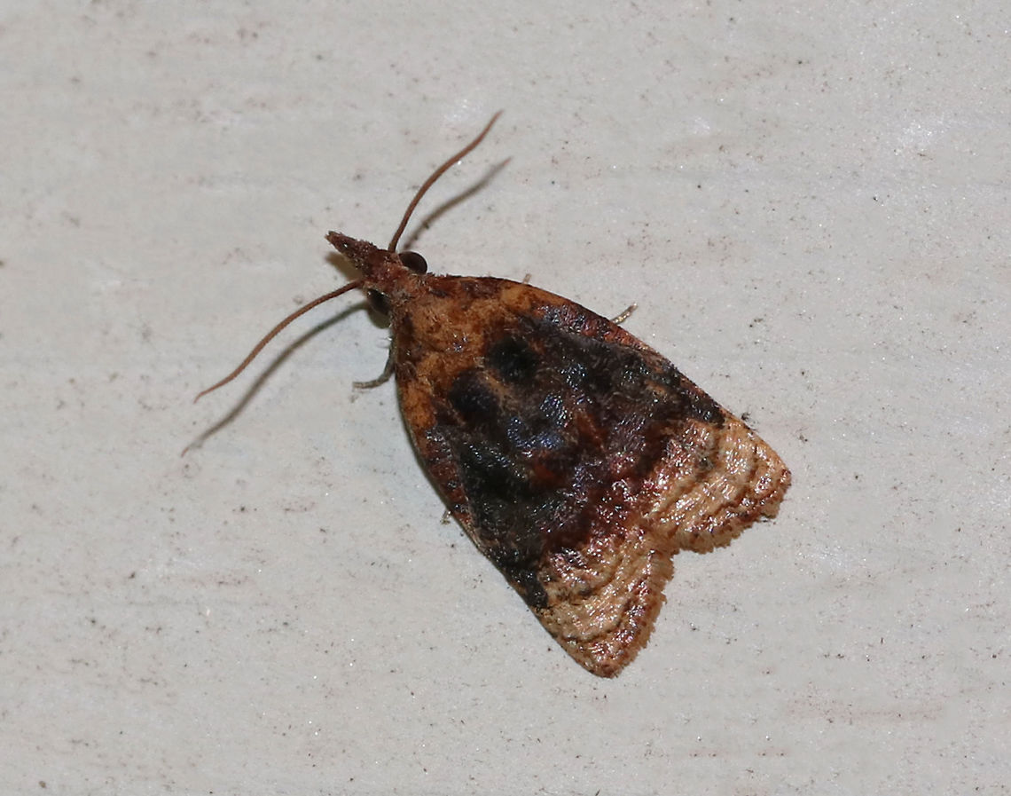 Black-shaded Platynota - Platynota flavedana TL: ~7 mm. Sexually dimorphic species; males are brown with a golden band on the apical quarter of the wings. Females have several brown or reddish-brown bands. Host: Generalist feeder<br />
<br />
Habitat: Attracted to a 395 nm LED light in a rural area Black-shaded Platynota,Geotagged,Platynota flavedana,Summer,United States,moth
