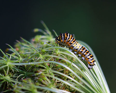 Papilio polyxenes - Black Swallowtail Caterpillar Habitat: on Queen Anne's Lace in a meadow
https://www.jungledragon.com/image/82774/papilio_polyxenes_-_black_swallowtail_caterpillar.html
https://www.jungledragon.com/image/82777/papilio_polyxenes_-_black_swallowtail_caterpillar.html
https://www.jungledragon.com/image/82776/papilio_polyxenes_-_black_swallowtail_caterpillar.html
https://www.jungledragon.com/image/82775/papilio_polyxenes_-_black_swallowtail_caterpillar.html Black Swallowtail,Geotagged,Papilio polyxenes,Summer,United States,caterpillar,swallowtail caterpillar