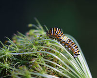 Papilio polyxenes - Black Swallowtail Caterpillar Habitat: on Queen Anne's Lace in a meadow<br />
https://www.jungledragon.com/image/82774/papilio_polyxenes_-_black_swallowtail_caterpillar.html<br />
https://www.jungledragon.com/image/82777/papilio_polyxenes_-_black_swallowtail_caterpillar.html<br />
https://www.jungledragon.com/image/82776/papilio_polyxenes_-_black_swallowtail_caterpillar.html<br />
https://www.jungledragon.com/image/82775/papilio_polyxenes_-_black_swallowtail_caterpillar.html Black Swallowtail,Geotagged,Papilio polyxenes,Summer,United States,caterpillar,swallowtail caterpillar