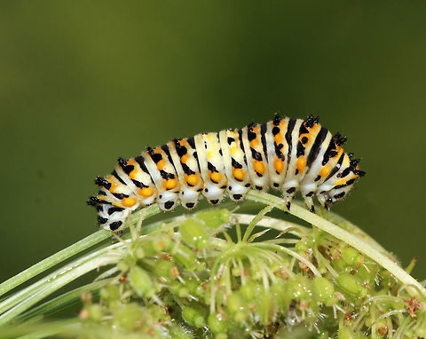 Papilio polyxenes - Black Swallowtail Caterpillar Habitat: on Queen Anne's Lace in a meadow
https://www.jungledragon.com/image/82775/papilio_polyxenes_-_black_swallowtail_caterpillar.html
https://www.jungledragon.com/image/82773/papilio_polyxenes_-_black_swallowtail_caterpillar.html
https://www.jungledragon.com/image/82777/papilio_polyxenes_-_black_swallowtail_caterpillar.html
https://www.jungledragon.com/image/82776/papilio_polyxenes_-_black_swallowtail_caterpillar.html Black Swallowtail,Geotagged,Papilio polyxenes,Summer,United States
