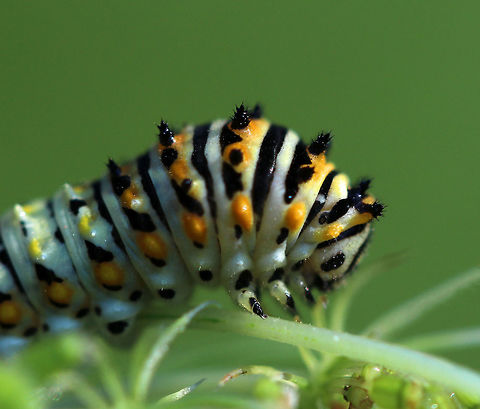 Papilio polyxenes - Black Swallowtail Caterpillar Habitat: on Queen Anne's Lace in a meadow
https://www.jungledragon.com/image/82777/papilio_polyxenes_-_black_swallowtail_caterpillar.html
https://www.jungledragon.com/image/82776/papilio_polyxenes_-_black_swallowtail_caterpillar.html
https://www.jungledragon.com/image/82774/papilio_polyxenes_-_black_swallowtail_caterpillar.html
https://www.jungledragon.com/image/82773/papilio_polyxenes_-_black_swallowtail_caterpillar.html Black Swallowtail,Geotagged,Papilio polyxenes,Summer,United States