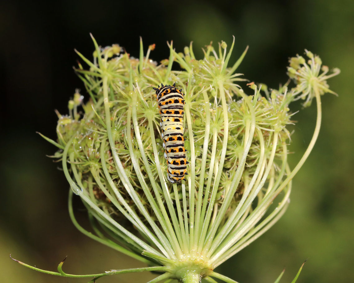Papilio polyxenes - Black Swallowtail Caterpillar Habitat: on Queen Anne&#039;s Lace in a meadow<br />
<figure class="photo"><a href="https://www.jungledragon.com/image/82777/papilio_polyxenes_-_black_swallowtail_caterpillar.html" title="Papilio polyxenes - Black Swallowtail Caterpillar"><img src="https://s3.amazonaws.com/media.jungledragon.com/images/3232/82777_thumb.jpg?AWSAccessKeyId=05GMT0V3GWVNE7GGM1R2&Expires=1759968010&Signature=ktfJ8uPCjWfnj2yzIMuF5WPGwMU%3D" width="200" height="160" alt="Papilio polyxenes - Black Swallowtail Caterpillar Habitat: on Queen Anne&#039;s Lace in a meadow<br />
https://www.jungledragon.com/image/82776/papilio_polyxenes_-_black_swallowtail_caterpillar.html<br />
https://www.jungledragon.com/image/82775/papilio_polyxenes_-_black_swallowtail_caterpillar.html<br />
https://www.jungledragon.com/image/82774/papilio_polyxenes_-_black_swallowtail_caterpillar.html<br />
https://www.jungledragon.com/image/82773/papilio_polyxenes_-_black_swallowtail_caterpillar.html Black Swallowtail,Geotagged,Papilio polyxenes,Summer,United States" /></a></figure><br />
<figure class="photo"><a href="https://www.jungledragon.com/image/82775/papilio_polyxenes_-_black_swallowtail_caterpillar.html" title="Papilio polyxenes - Black Swallowtail Caterpillar"><img src="https://s3.amazonaws.com/media.jungledragon.com/images/3232/82775_thumb.jpg?AWSAccessKeyId=05GMT0V3GWVNE7GGM1R2&Expires=1759968010&Signature=lRarTmTXbjW3NUXgXPK9jsPxt68%3D" width="200" height="172" alt="Papilio polyxenes - Black Swallowtail Caterpillar Habitat: on Queen Anne&#039;s Lace in a meadow<br />
https://www.jungledragon.com/image/82777/papilio_polyxenes_-_black_swallowtail_caterpillar.html<br />
https://www.jungledragon.com/image/82776/papilio_polyxenes_-_black_swallowtail_caterpillar.html<br />
https://www.jungledragon.com/image/82774/papilio_polyxenes_-_black_swallowtail_caterpillar.html<br />
https://www.jungledragon.com/image/82773/papilio_polyxenes_-_black_swallowtail_caterpillar.html Black Swallowtail,Geotagged,Papilio polyxenes,Summer,United States" /></a></figure><br />
<figure class="photo"><a href="https://www.jungledragon.com/image/82774/papilio_polyxenes_-_black_swallowtail_caterpillar.html" title="Papilio polyxenes - Black Swallowtail Caterpillar"><img src="https://s3.amazonaws.com/media.jungledragon.com/images/3232/82774_thumb.jpg?AWSAccessKeyId=05GMT0V3GWVNE7GGM1R2&Expires=1759968010&Signature=AljF2pjX3lmQq1BCK%2FO3uqZOFdA%3D" width="200" height="160" alt="Papilio polyxenes - Black Swallowtail Caterpillar Habitat: on Queen Anne&#039;s Lace in a meadow<br />
https://www.jungledragon.com/image/82775/papilio_polyxenes_-_black_swallowtail_caterpillar.html<br />
https://www.jungledragon.com/image/82773/papilio_polyxenes_-_black_swallowtail_caterpillar.html<br />
https://www.jungledragon.com/image/82777/papilio_polyxenes_-_black_swallowtail_caterpillar.html<br />
https://www.jungledragon.com/image/82776/papilio_polyxenes_-_black_swallowtail_caterpillar.html Black Swallowtail,Geotagged,Papilio polyxenes,Summer,United States" /></a></figure><br />
<figure class="photo"><a href="https://www.jungledragon.com/image/82773/papilio_polyxenes_-_black_swallowtail_caterpillar.html" title="Papilio polyxenes - Black Swallowtail Caterpillar"><img src="https://s3.amazonaws.com/media.jungledragon.com/images/3232/82773_thumb.jpg?AWSAccessKeyId=05GMT0V3GWVNE7GGM1R2&Expires=1759968010&Signature=TGye4Iuq5mySukxpd2G99YHifPE%3D" width="200" height="162" alt="Papilio polyxenes - Black Swallowtail Caterpillar Habitat: on Queen Anne&#039;s Lace in a meadow<br />
https://www.jungledragon.com/image/82774/papilio_polyxenes_-_black_swallowtail_caterpillar.html<br />
https://www.jungledragon.com/image/82777/papilio_polyxenes_-_black_swallowtail_caterpillar.html<br />
https://www.jungledragon.com/image/82776/papilio_polyxenes_-_black_swallowtail_caterpillar.html<br />
https://www.jungledragon.com/image/82775/papilio_polyxenes_-_black_swallowtail_caterpillar.html Black Swallowtail,Geotagged,Papilio polyxenes,Summer,United States,caterpillar,swallowtail caterpillar" /></a></figure> Black Swallowtail,Geotagged,Papilio polyxenes,Summer,United States