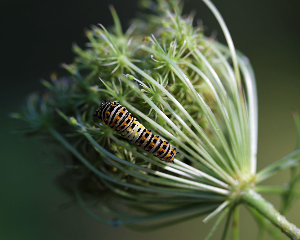 Papilio polyxenes - Black Swallowtail Caterpillar Habitat: on Queen Anne&#039;s Lace in a meadow<br />
<figure class="photo"><a href="https://www.jungledragon.com/image/82776/papilio_polyxenes_-_black_swallowtail_caterpillar.html" title="Papilio polyxenes - Black Swallowtail Caterpillar"><img src="https://s3.amazonaws.com/media.jungledragon.com/images/3232/82776_thumb.jpg?AWSAccessKeyId=05GMT0V3GWVNE7GGM1R2&Expires=1767225610&Signature=8vGELhb73LHlqs3t5TtZ2T46FKY%3D" width="200" height="160" alt="Papilio polyxenes - Black Swallowtail Caterpillar Habitat: on Queen Anne&#039;s Lace in a meadow<br />
https://www.jungledragon.com/image/82777/papilio_polyxenes_-_black_swallowtail_caterpillar.html<br />
https://www.jungledragon.com/image/82775/papilio_polyxenes_-_black_swallowtail_caterpillar.html<br />
https://www.jungledragon.com/image/82774/papilio_polyxenes_-_black_swallowtail_caterpillar.html<br />
https://www.jungledragon.com/image/82773/papilio_polyxenes_-_black_swallowtail_caterpillar.html Black Swallowtail,Geotagged,Papilio polyxenes,Summer,United States" /></a></figure><br />
<figure class="photo"><a href="https://www.jungledragon.com/image/82775/papilio_polyxenes_-_black_swallowtail_caterpillar.html" title="Papilio polyxenes - Black Swallowtail Caterpillar"><img src="https://s3.amazonaws.com/media.jungledragon.com/images/3232/82775_thumb.jpg?AWSAccessKeyId=05GMT0V3GWVNE7GGM1R2&Expires=1767225610&Signature=0%2BAGbuGV7v5wBakvWRLwMlLlbfM%3D" width="200" height="172" alt="Papilio polyxenes - Black Swallowtail Caterpillar Habitat: on Queen Anne&#039;s Lace in a meadow<br />
https://www.jungledragon.com/image/82777/papilio_polyxenes_-_black_swallowtail_caterpillar.html<br />
https://www.jungledragon.com/image/82776/papilio_polyxenes_-_black_swallowtail_caterpillar.html<br />
https://www.jungledragon.com/image/82774/papilio_polyxenes_-_black_swallowtail_caterpillar.html<br />
https://www.jungledragon.com/image/82773/papilio_polyxenes_-_black_swallowtail_caterpillar.html Black Swallowtail,Geotagged,Papilio polyxenes,Summer,United States" /></a></figure><br />
<figure class="photo"><a href="https://www.jungledragon.com/image/82774/papilio_polyxenes_-_black_swallowtail_caterpillar.html" title="Papilio polyxenes - Black Swallowtail Caterpillar"><img src="https://s3.amazonaws.com/media.jungledragon.com/images/3232/82774_thumb.jpg?AWSAccessKeyId=05GMT0V3GWVNE7GGM1R2&Expires=1767225610&Signature=0xDLHWtcKVAJDTO5uIb1KE6f8M8%3D" width="200" height="160" alt="Papilio polyxenes - Black Swallowtail Caterpillar Habitat: on Queen Anne&#039;s Lace in a meadow<br />
https://www.jungledragon.com/image/82775/papilio_polyxenes_-_black_swallowtail_caterpillar.html<br />
https://www.jungledragon.com/image/82773/papilio_polyxenes_-_black_swallowtail_caterpillar.html<br />
https://www.jungledragon.com/image/82777/papilio_polyxenes_-_black_swallowtail_caterpillar.html<br />
https://www.jungledragon.com/image/82776/papilio_polyxenes_-_black_swallowtail_caterpillar.html Black Swallowtail,Geotagged,Papilio polyxenes,Summer,United States" /></a></figure><br />
<figure class="photo"><a href="https://www.jungledragon.com/image/82773/papilio_polyxenes_-_black_swallowtail_caterpillar.html" title="Papilio polyxenes - Black Swallowtail Caterpillar"><img src="https://s3.amazonaws.com/media.jungledragon.com/images/3232/82773_thumb.jpg?AWSAccessKeyId=05GMT0V3GWVNE7GGM1R2&Expires=1767225610&Signature=Q6pcLvedcD6kpyq6Ws0oMdzqIXc%3D" width="200" height="162" alt="Papilio polyxenes - Black Swallowtail Caterpillar Habitat: on Queen Anne&#039;s Lace in a meadow<br />
https://www.jungledragon.com/image/82774/papilio_polyxenes_-_black_swallowtail_caterpillar.html<br />
https://www.jungledragon.com/image/82777/papilio_polyxenes_-_black_swallowtail_caterpillar.html<br />
https://www.jungledragon.com/image/82776/papilio_polyxenes_-_black_swallowtail_caterpillar.html<br />
https://www.jungledragon.com/image/82775/papilio_polyxenes_-_black_swallowtail_caterpillar.html Black Swallowtail,Geotagged,Papilio polyxenes,Summer,United States,caterpillar,swallowtail caterpillar" /></a></figure> Black Swallowtail,Geotagged,Papilio polyxenes,Summer,United States