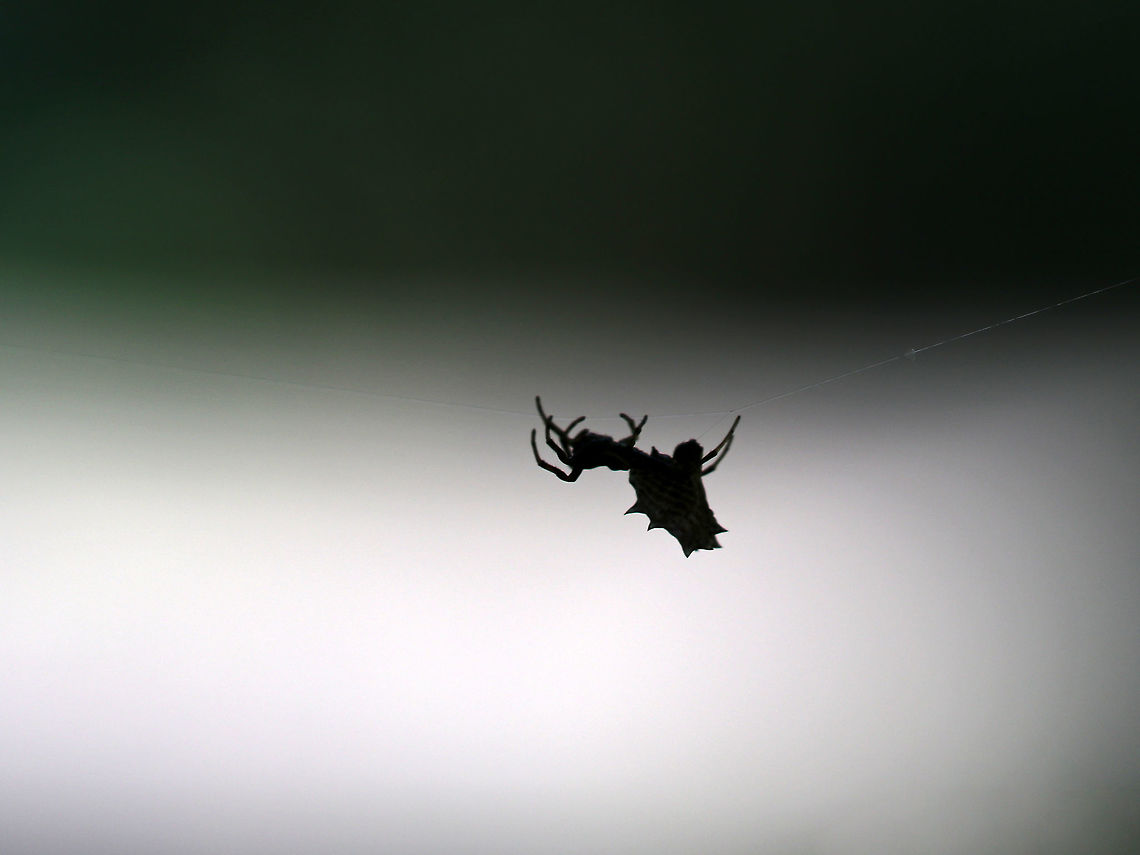 Spined Micrathena (Female) - Micrathena gracilis Habitat: I spotted this spider as she was making her way along some spider silk that was connecting two branches of a tree. <br />
<figure class="photo"><a href="https://www.jungledragon.com/image/87427/spined_micrathena_female_-_micrathena_gracilis.html" title="Spined Micrathena (Female) - Micrathena gracilis"><img src="https://s3.amazonaws.com/media.jungledragon.com/images/3232/87427_thumb.jpg?AWSAccessKeyId=05GMT0V3GWVNE7GGM1R2&Expires=1767225610&Signature=whC0%2BDeNVco6NPyFIx1il55%2FF1E%3D" width="134" height="152" alt="Spined Micrathena (Female) - Micrathena gracilis Habitat: Tree bordering a meadow<br />
https://www.jungledragon.com/image/82778/spined_micrathena_female_-_micrathena_gracilis.html Geotagged,Micrathena gracilis,Spider,Spined micrathena,Summer,United States" /></a></figure> Geotagged,Micrathena,Micrathena gracilis,Spined micrathena,Summer,United States,spider