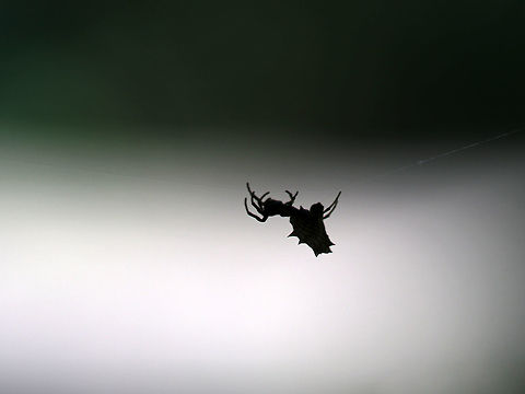 Spined Micrathena (Female) - Micrathena gracilis Habitat: I spotted this spider as she was making her way along some spider silk that was connecting two branches of a tree. 
https://www.jungledragon.com/image/87427/spined_micrathena_female_-_micrathena_gracilis.html Geotagged,Micrathena,Micrathena gracilis,Spined micrathena,Summer,United States,spider