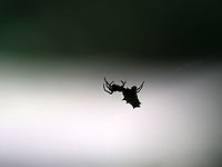 Spined Micrathena (Female) - Micrathena gracilis Habitat: I spotted this spider as she was making her way along some spider silk that was connecting two branches of a tree. <br />
https://www.jungledragon.com/image/87427/spined_micrathena_female_-_micrathena_gracilis.html Geotagged,Micrathena,Micrathena gracilis,Spined micrathena,Summer,United States,spider