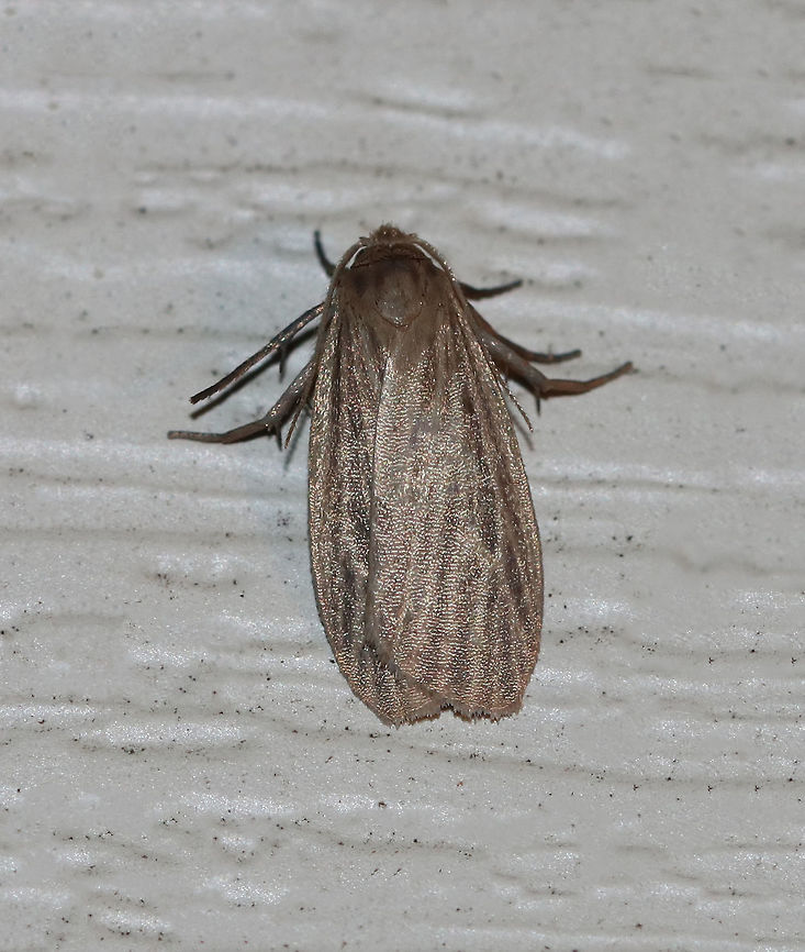Pale Lichen Moth (Crambidia pallida) TL: ~10 mm. Grayish brown FW marked with a netlike pattern of pale veins. Hosts: Lichen<br />
<br />
Habitat: Attracted to a 395 nm LED light in a rural area Crambidia pallida,Geotagged,Pale lichen moth,Summer,United States,crambidia,moth