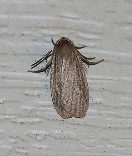 Pale Lichen Moth (Crambidia pallida) TL: ~10 mm. Grayish brown FW marked with a netlike pattern of pale veins. Hosts: Lichen

Habitat: Attracted to a 395 nm LED light in a rural area Crambidia pallida,Geotagged,Pale lichen moth,Summer,United States,crambidia,moth