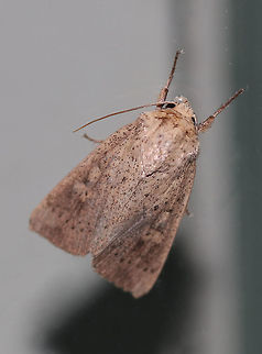Wainscot - Leucania ursula or Leucania inermis TL: ~18 mm. Not sure which species this is - they look so similar!

Habitat: Attracted to a 395 nm LED light in a rural area Geotagged,Leucania inermis,Leucania ursula,Summer,United States,leucania,moth,wainscot
