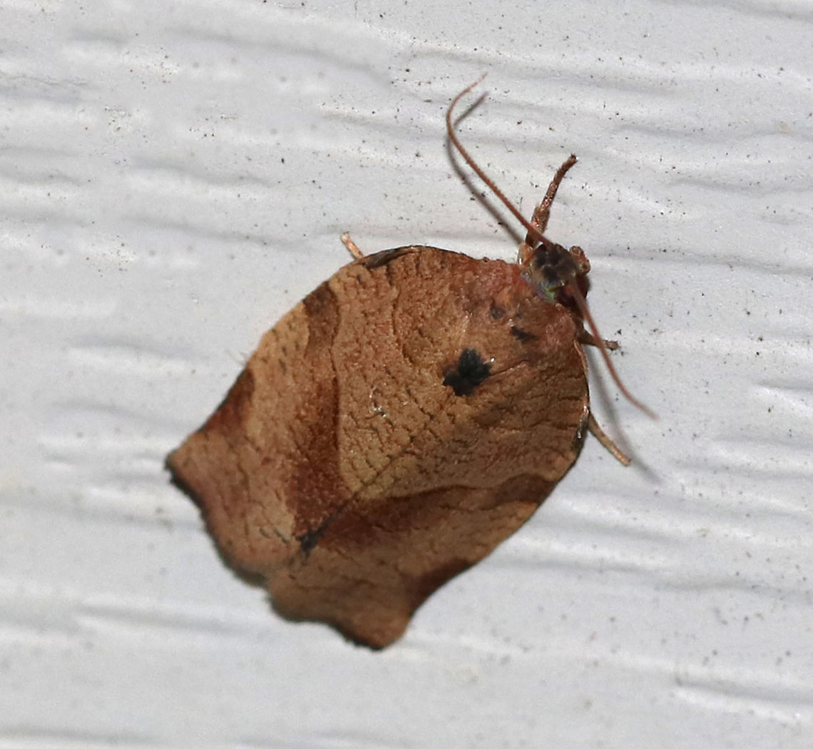 Oblique-banded Leaf Roller - Choristoneura rosaceana TL: ~12 mm. Brown FW with oblique, brown median band and subapical patch. Hosts: Trees and woody plants, including apple, blueberry, and oak.<br />
<br />
Habitat: Attracted to a 395 nm LED light in a rural area Choristoneura rosaceana,Geotagged,Oblique-banded Leaf Roller,Summer,United States