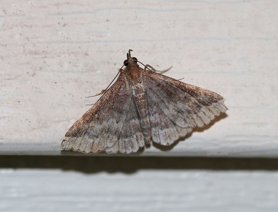 Sociable Renia - Renia factiosalis TL: ~13-15 mm. Grayish brown FW; tiny black reniform spots; irregular ST line is bordered with dark brown. Hosts: Dead leaves, also barberry, clover, and hickory.<br />
<br />
Habitat: Attracted to a 395 nm LED light in a rural area Geotagged,Renia factiosalis,Sociable Renia,Summer,United States,moth,renia