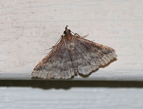 Sociable Renia - Renia factiosalis TL: ~13-15 mm. Grayish brown FW; tiny black reniform spots; irregular ST line is bordered with dark brown. Hosts: Dead leaves, also barberry, clover, and hickory.

Habitat: Attracted to a 395 nm LED light in a rural area Geotagged,Renia factiosalis,Sociable Renia,Summer,United States,moth,renia