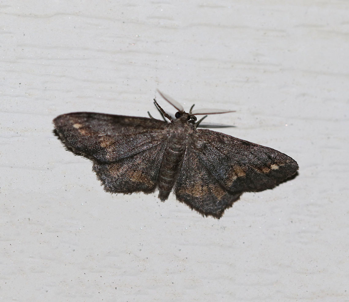Hypagyrtis unipunctata - One-spotted Variant WS: ~30 mm. Sexually and seasonally variable species. Hosts: various trees, such as alder, birch, fir, hickory, oak, and pine.<br />
<br />
Habitat: Attracted to a 395 nm LED light in a semi-rural area Geotagged,Hypagyrtis unipunctata,One-spotted variant moth,Summer,United States,moth