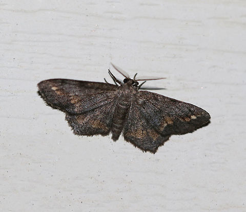 Hypagyrtis unipunctata - One-spotted Variant WS: ~30 mm. Sexually and seasonally variable species. Hosts: various trees, such as alder, birch, fir, hickory, oak, and pine.

Habitat: Attracted to a 395 nm LED light in a semi-rural area Geotagged,Hypagyrtis unipunctata,One-spotted variant moth,Summer,United States,moth