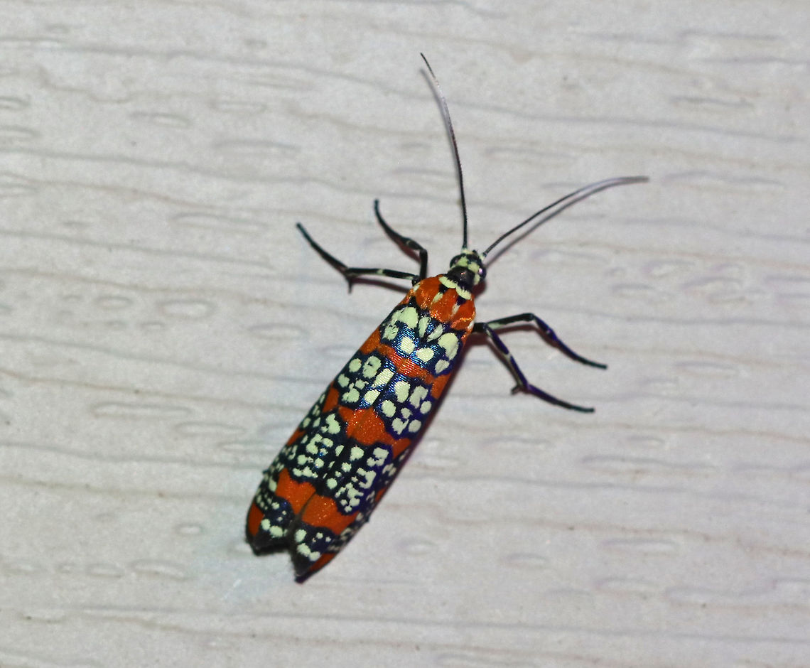 Ailanthus Webworm Moth - Atteva aurea TL: ~15 mm long. Orange forewings are boldly patterned with wide black-edged bands of pale yellow spots.<br />
<br />
Habitat: Attracted to a 395 nm LED light in a rural area Ailanthus webworm,Atteva aurea,Geotagged,Moth,Summer,United States