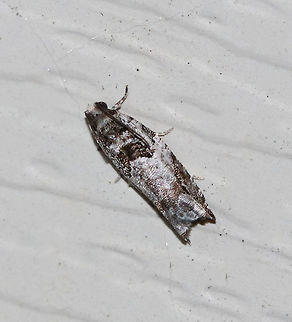 Rhopobota dietziana Habitat: Attracted to a 395 nm LED light in a rural area Geotagged,Rhopobota,Rhopobota dietziana,Summer,United States,moth,tortricidae