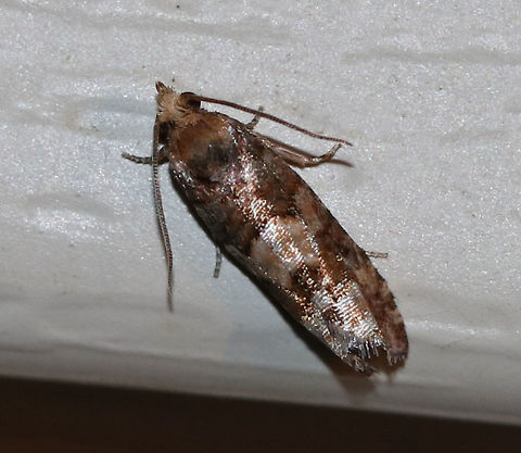 White Pine Cone Borer - Eucopina tocullionana Hosts: Larvae feed on second-year cones of Eastern White Pine (Pinus strobus)

Habitat: Attracted to a 395 nm LED light in a rural area Eucopina tocullionana,Geotagged,Summer,United States,White Pine Cone Borer,moth,tortricidae