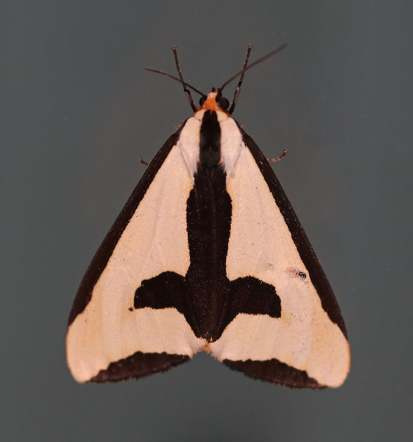 Clymene Moth - Haploa clymene The forewings are creamy-yellow with a partial black border that extends inward. The hindwings are yellow-orange with 1-2 black spots.<br />
<br />
Habitat: Attracted to a 395 nm LED light in a rural area<br />
<figure class="photo"><a href="https://www.jungledragon.com/image/82815/clymene_moth_-_haploa_clymene.html" title="Clymene Moth - Haploa clymene"><img src="https://s3.amazonaws.com/media.jungledragon.com/images/3232/82815_thumb.jpg?AWSAccessKeyId=05GMT0V3GWVNE7GGM1R2&Expires=1769040010&Signature=Fmtoi8wm58dvGLaJV9CE7Lij6iY%3D" width="200" height="166" alt="Clymene Moth - Haploa clymene The forewings are creamy-yellow with a partial black border that extends inward. The hindwings are yellow-orange with 1-2 black spots.<br />
<br />
Habitat: Attracted to a 395 nm LED light in a rural area<br />
https://www.jungledragon.com/image/82811/clymene_moth_-_haploa_clymene.html Clymene Moth,Geotagged,Haploa clymene,Summer,United States" /></a></figure> Clymene Moth,Geotagged,Haploa,Haploa clymene,Summer,United States,moth