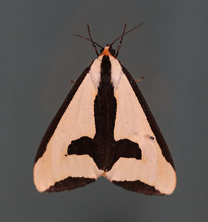 Clymene Moth - Haploa clymene The forewings are creamy-yellow with a partial black border that extends inward. The hindwings are yellow-orange with 1-2 black spots.

Habitat: Attracted to a 395 nm LED light in a rural area
https://www.jungledragon.com/image/82815/clymene_moth_-_haploa_clymene.html Clymene Moth,Geotagged,Haploa,Haploa clymene,Summer,United States,moth