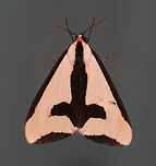 Clymene Moth - Haploa clymene The forewings are creamy-yellow with a partial black border that extends inward. The hindwings are yellow-orange with 1-2 black spots.<br />
<br />
Habitat: Attracted to a 395 nm LED light in a rural area<br />
https://www.jungledragon.com/image/82815/clymene_moth_-_haploa_clymene.html Clymene Moth,Geotagged,Haploa,Haploa clymene,Summer,United States,moth
