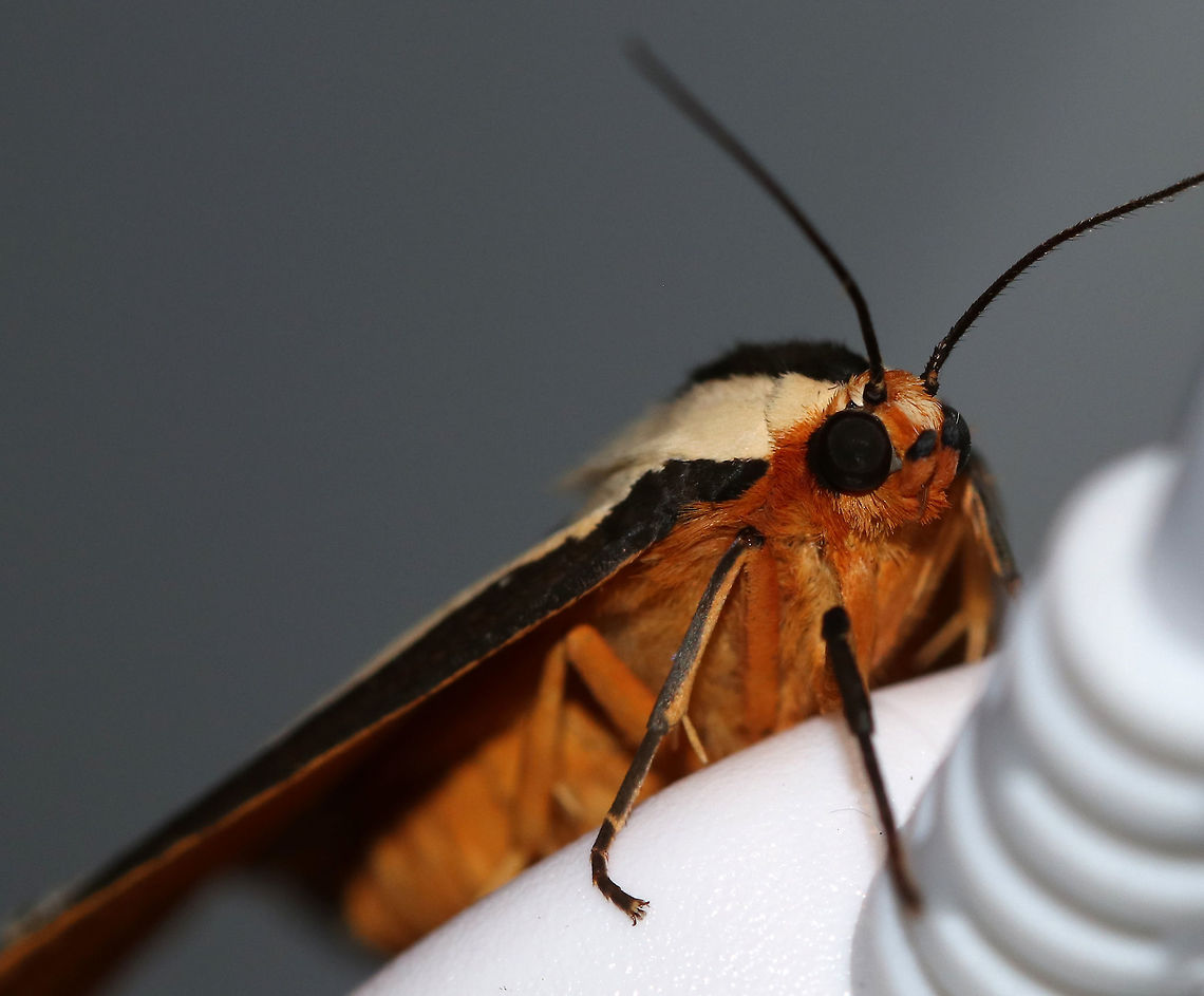 Clymene Moth - Haploa clymene The forewings are creamy-yellow with a partial black border that extends inward. The hindwings are yellow-orange with 1-2 black spots.<br />
<br />
Habitat: Attracted to a 395 nm LED light in a rural area<br />
<figure class="photo"><a href="https://www.jungledragon.com/image/82811/clymene_moth_-_haploa_clymene.html" title="Clymene Moth - Haploa clymene"><img src="https://s3.amazonaws.com/media.jungledragon.com/images/3232/82811_thumb.jpg?AWSAccessKeyId=05GMT0V3GWVNE7GGM1R2&Expires=1769040010&Signature=aXdJtiqpfwgrRsi08lufHru%2Fe8s%3D" width="144" height="152" alt="Clymene Moth - Haploa clymene The forewings are creamy-yellow with a partial black border that extends inward. The hindwings are yellow-orange with 1-2 black spots.<br />
<br />
Habitat: Attracted to a 395 nm LED light in a rural area<br />
https://www.jungledragon.com/image/82815/clymene_moth_-_haploa_clymene.html Clymene Moth,Geotagged,Haploa,Haploa clymene,Summer,United States,moth" /></a></figure> Clymene Moth,Geotagged,Haploa clymene,Summer,United States