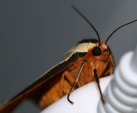 Clymene Moth - Haploa clymene The forewings are creamy-yellow with a partial black border that extends inward. The hindwings are yellow-orange with 1-2 black spots.<br />
<br />
Habitat: Attracted to a 395 nm LED light in a rural area<br />
https://www.jungledragon.com/image/82811/clymene_moth_-_haploa_clymene.html Clymene Moth,Geotagged,Haploa clymene,Summer,United States