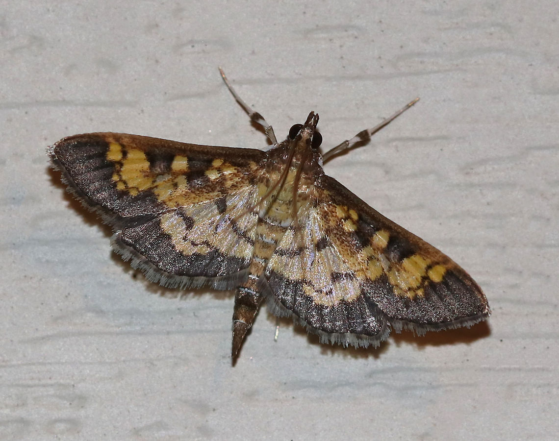 Dark Diacme - Diacme adipaloides WS: ~15 mm. FW is grayish brown with irregular pale orange bands. HW is paler yellow with a wide brown border.<br />
<br />
Habitat: Attracted to a 395 nm LED light in a rural area Darker diacme moth,Diacme,Diacme adipaloides,Geotagged,Summer,United States,moth