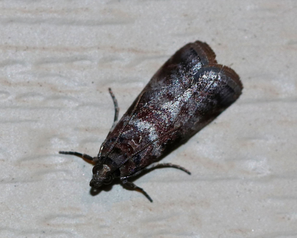 Sweetgum Leafroller Moth - Sciota uvinella Habitat: Attracted t a 395 nm LED light in a rural area Geotagged,Sciota uvinella,Summer,Sweetgum leafroller moth,United States,moth