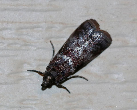 Sweetgum Leafroller Moth - Sciota uvinella Habitat: Attracted t a 395 nm LED light in a rural area Geotagged,Sciota uvinella,Summer,Sweetgum leafroller moth,United States,moth