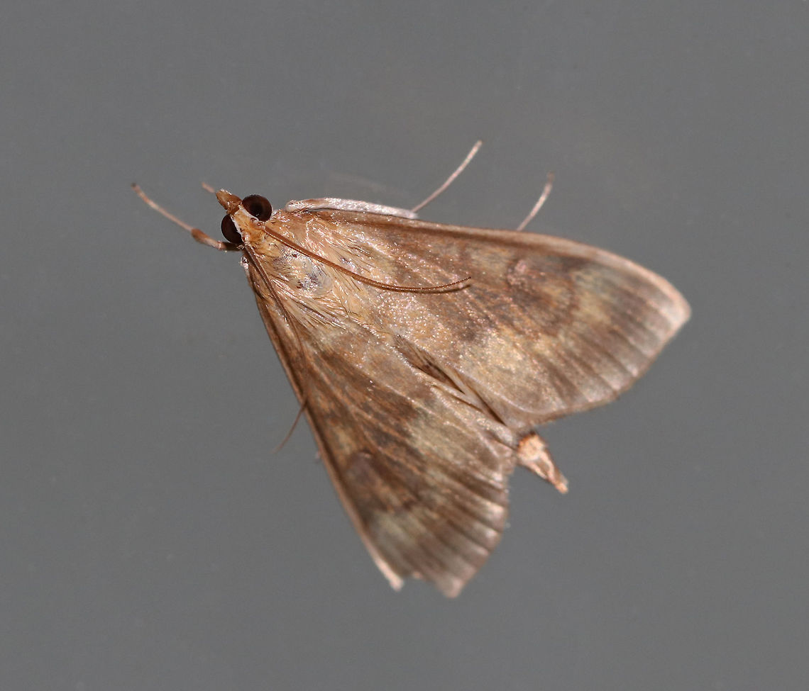 European Corn Borer - Ostrinia nubilalis Length: 15 mm. This species is sexually dimorphic. The forewing of the male is mostly brown with a yellowish band below the jagged postmedial line.<br />
<br />
Habitat: Attracted to an LED light (395 nm) in a semi-rural area European corn borer,Geotagged,Ostrinia nubilalis,Summer,United States,moth