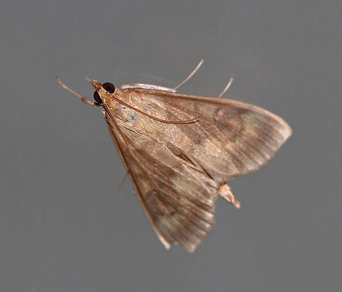 European Corn Borer - Ostrinia nubilalis Length: 15 mm. This species is sexually dimorphic. The forewing of the male is mostly brown with a yellowish band below the jagged postmedial line.

Habitat: Attracted to an LED light (395 nm) in a semi-rural area European corn borer,Geotagged,Ostrinia nubilalis,Summer,United States,moth