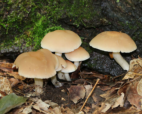 Mushrooms - Unidentified These mushrooms were growing along tree roots in a deciduous forest. Unfortunately, I have no idea what they are.

Habitat: Deciduous forest
https://www.jungledragon.com/image/82820/mushrooms_-_unidentified.html

 Geotagged,Spring,United States,fungus,mushroom,mushrooms
