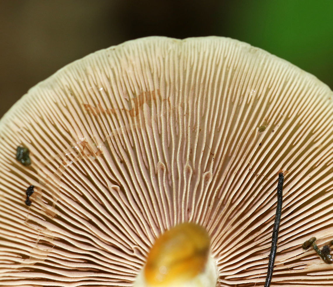 Mushrooms - Unidentified These mushrooms were growing along tree roots in a deciduous forest. Unfortunately, I have no idea what they are.<br />
<br />
Habitat: Deciduous forest<br />
<figure class="photo"><a href="https://www.jungledragon.com/image/82819/mushrooms_-_unidentified.html" title="Mushrooms - Unidentified"><img src="https://s3.amazonaws.com/media.jungledragon.com/images/3232/82819_thumb.jpg?AWSAccessKeyId=05GMT0V3GWVNE7GGM1R2&Expires=1769040010&Signature=UD26t4VfQ7x%2BeRDSMmXCbCEnrsY%3D" width="200" height="160" alt="Mushrooms - Unidentified These mushrooms were growing along tree roots in a deciduous forest. Unfortunately, I have no idea what they are.<br />
<br />
Habitat: Deciduous forest<br />
https://www.jungledragon.com/image/82820/mushrooms_-_unidentified.html<br />
<br />
 Geotagged,Spring,United States,fungus,mushroom,mushrooms" /></a></figure> Geotagged,Spring,United States