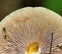 Mushrooms - Unidentified These mushrooms were growing along tree roots in a deciduous forest. Unfortunately, I have no idea what they are.<br />
<br />
Habitat: Deciduous forest<br />
https://www.jungledragon.com/image/82819/mushrooms_-_unidentified.html Geotagged,Spring,United States