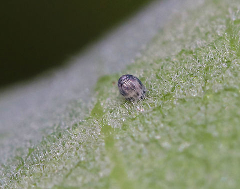 Monarch Egg Parasitized by a Trichogramma Wasp Trichogramma wasps lay their eggs inside of monarch eggs. Eggs that are speckled with black, like this one, are parasitized.

Habitat: Milkweed in a meadow Danaus plexippus,Geotagged,Monarch butterfly,Summer,Trichogramma Wasp,United States,danaus,diseased monarch egg,egg,monarch egg,parasitism