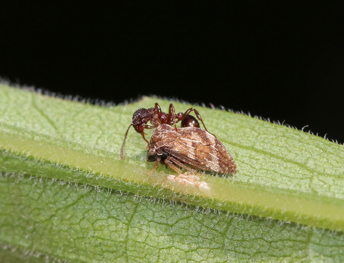 Treehopper (Publilia concava) Being Tended By an Ant Treehoppers are often tended by ants as part of a mutualistic relationship. Treehoppers secrete honeydew, which is made mostly from excess plant sap that they consume. Ants &quot;farm&quot; the treehoppers for their honeydew. To do this, an ant grasps a treehopper and strokes it with its antennae. This causes a droplet of honeydew to appear at the tip of the treehopper&rsquo;s abdomen, which the ant then consumes. Both insects benefit from this mutualistic relationship: The ants get honeydew, and in return, they protect the treehoppers from predators.<br />
<br />
Habitat: Rural garden; the tan things below the treehopper are eggs. I&#039;m not sure if they&#039;ve hatched yet, but don&#039;t think so.<br />
<br />
<section class="video"><iframe width="448" height="252" src="https://player.vimeo.com/video/354887322?title=0&byline=0&portrait=0" frameborder="0"></iframe></section> Geotagged,Publilia concava,Spring,United States,ant,mutualism,publilia,treehopper