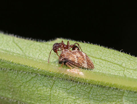 Treehopper (Publilia concava) Being Tended By an Ant Treehoppers are often tended by ants as part of a mutualistic relationship. Treehoppers secrete honeydew, which is made mostly from excess plant sap that they consume. Ants "farm" the treehoppers for their honeydew. To do this, an ant grasps a treehopper and strokes it with its antennae. This causes a droplet of honeydew to appear at the tip of the treehopper’s abdomen, which the ant then consumes. Both insects benefit from this mutualistic relationship: The ants get honeydew, and in return, they protect the treehoppers from predators.

Habitat: Rural garden; the tan things below the treehopper are eggs. I'm not sure if they've hatched yet, but don't think so.

https://vimeo.com/354887322 Geotagged,Publilia concava,Spring,United States,ant,mutualism,publilia,treehopper