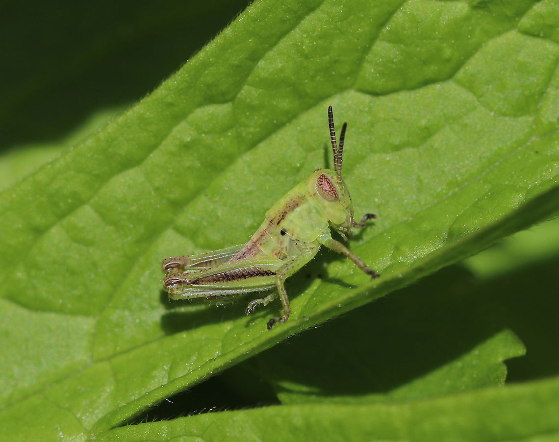 Two-Striped Grasshopper Nymph - Melanoplus bivittatus Habitat: Rural garden Geotagged,Melanoplus bivittatus,Spring,Two-striped Grasshopper,United States,grasshopper,grasshopper nymph,melanoplus,nymph