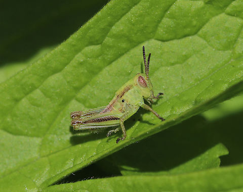 Two-Striped Grasshopper Nymph - Melanoplus bivittatus Habitat: Rural garden Geotagged,Melanoplus bivittatus,Spring,Two-striped Grasshopper,United States,grasshopper,grasshopper nymph,melanoplus,nymph