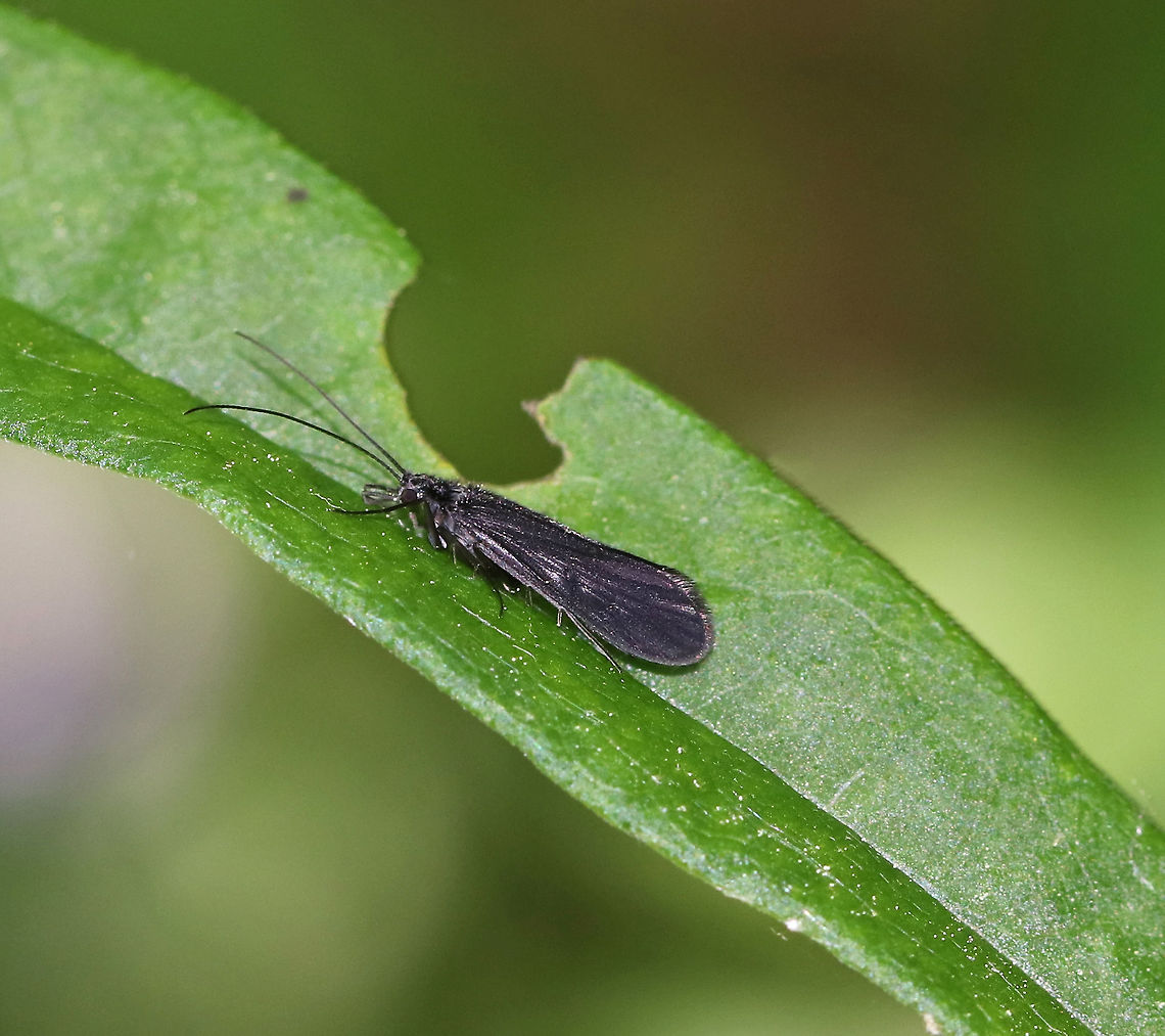 Caddisfly - Mystacides sp. Habitat: Resting on vegetation near the edge of a stream Geotagged,Mystacides,Spring,United States,caddisfly,trichoptera
