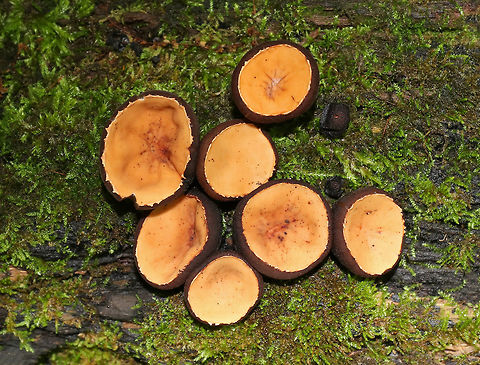 Peanut Butter Cup Fungi - Galiella rufa Cup fungus that resembles a peanut butter cup! The cup is closed at first, but then opens to form a shallow cup. The outer surface is blackish brown while the inner surface is tannish brown. 

Habitat: Growing in clusters on a rotting log in a deciduous forest...It was really fresh and growing abundantly.
https://www.jungledragon.com/image/82897/peanut_butter_cup_fungi_-_galiella_rufa.html Galiella rufa,Geotagged,Peanut Butter Cup Fungus,Summer,United States